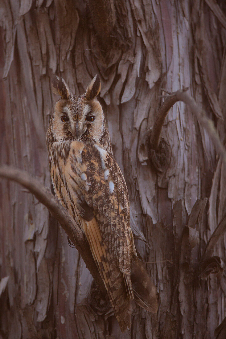 Long-eared owl camouflaged in a tree