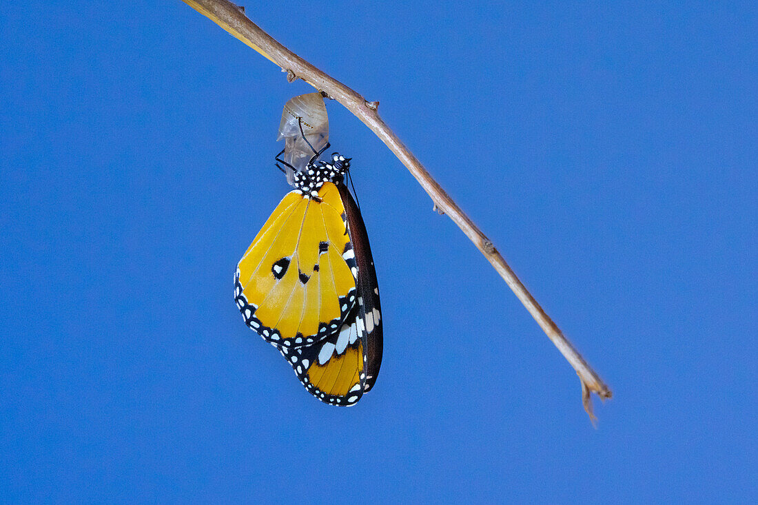African monarch butterfly emerging from its cocoon