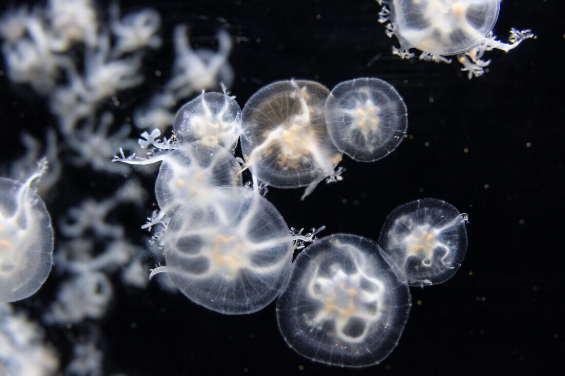 Swarm of jellyfish