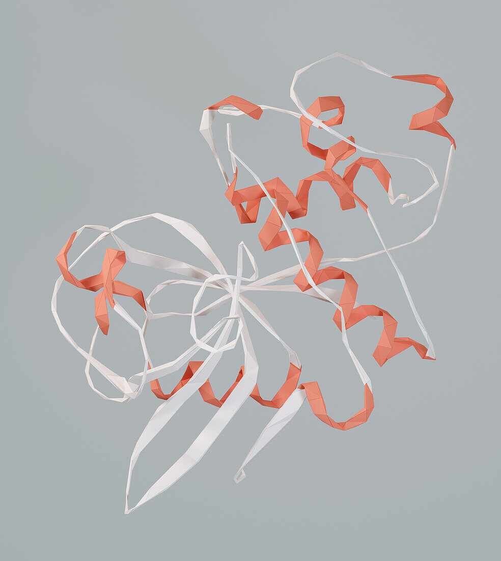 Human nerve growth factor protein, illustration