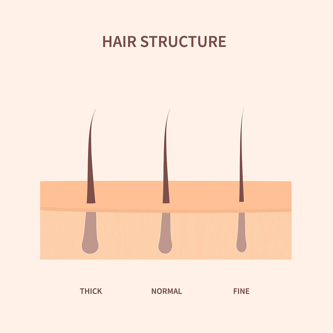Human hair, conceptual illustration