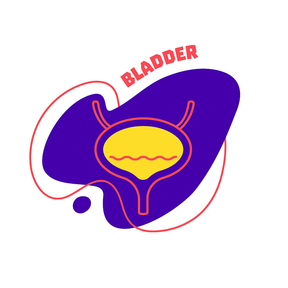 Human bladder, conceptual illustration