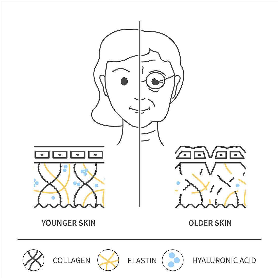 Skin aging, conceptual illustration