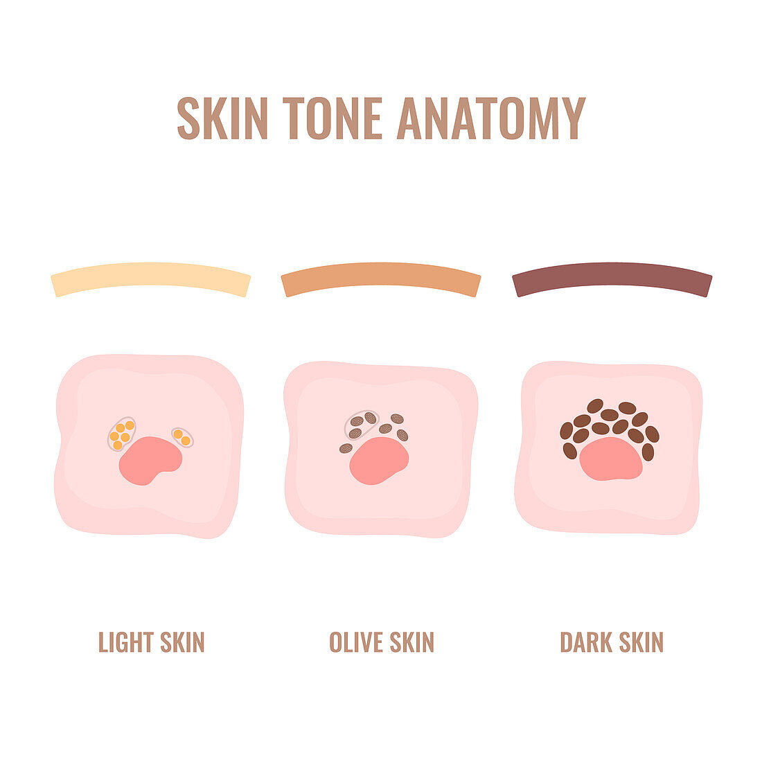 Skin pigmentation, conceptual illustration