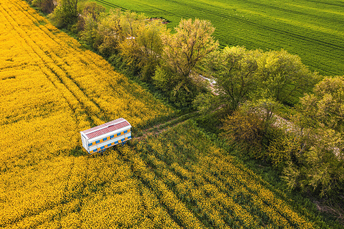 Apiary trailer with beehive crates in rapeseed field