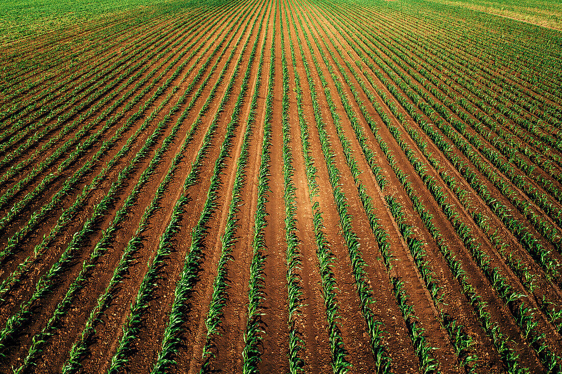Aerial view of green corn field