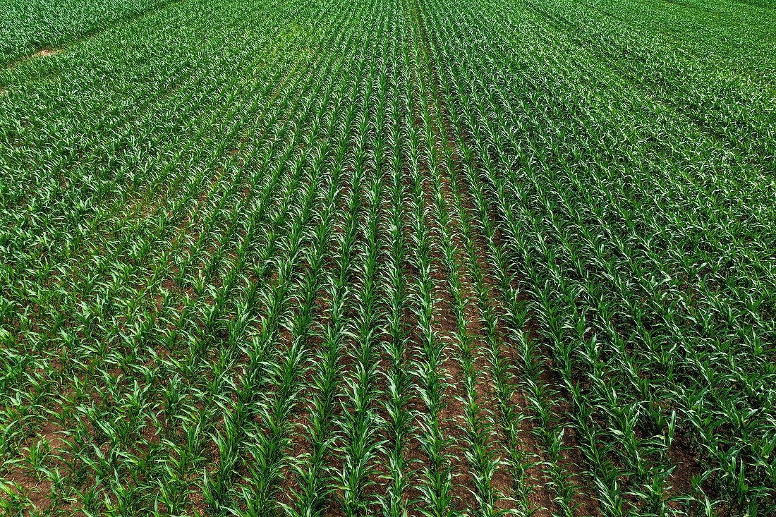 Aerial view of green corn seedlings in cultivated field