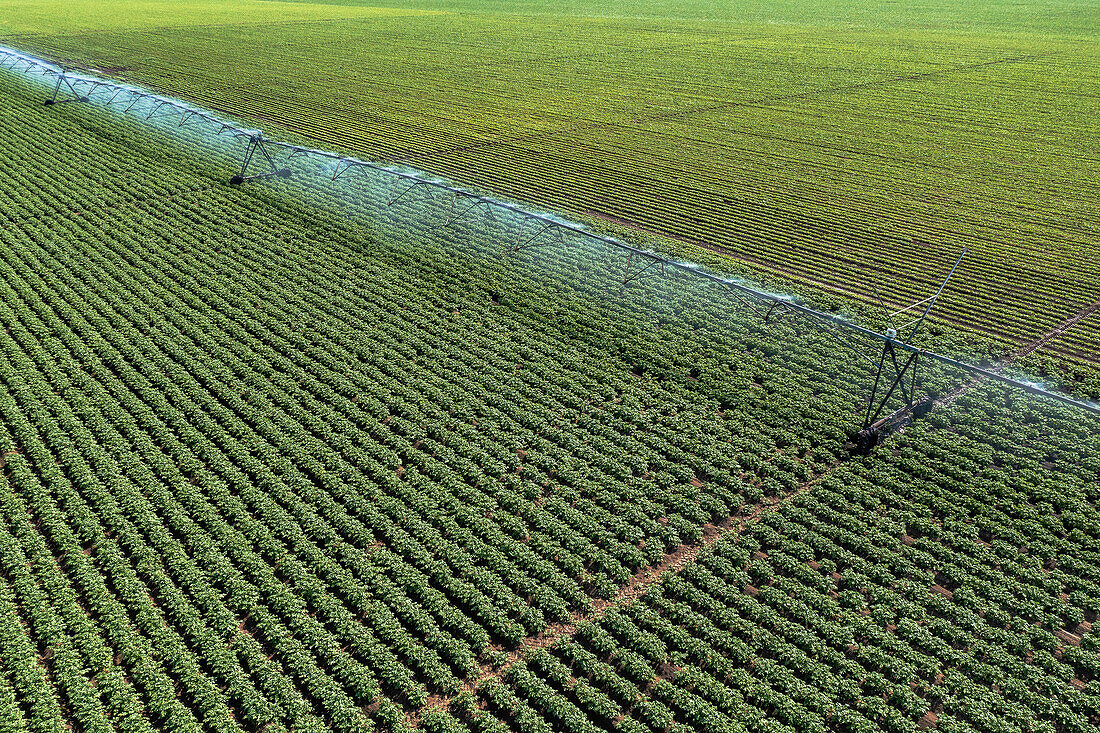Aerial view of irrigation sprinklers in potato plantation