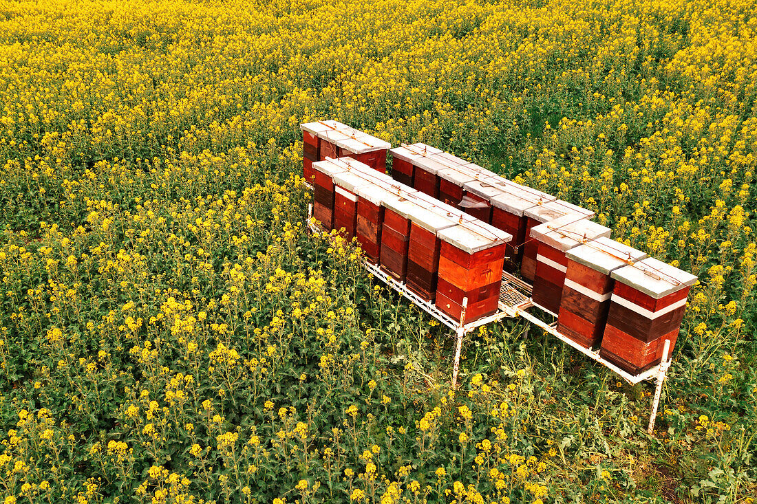 Wooden beehive boxes in blooming rapeseed field, aerial view