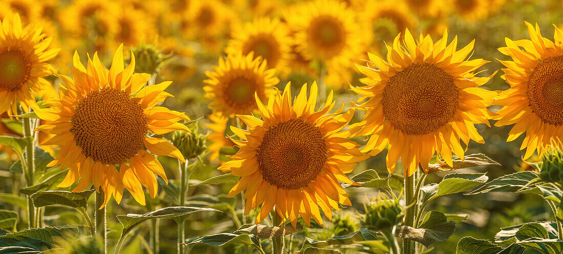 Blooming sunflower crop
