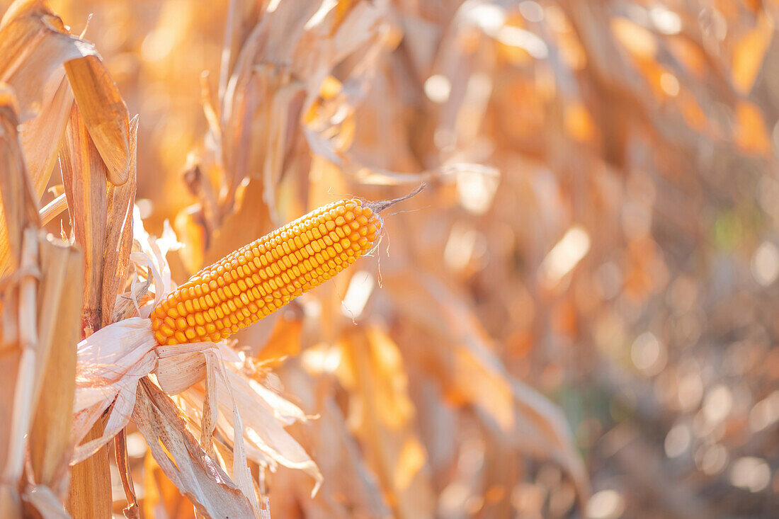 Corn ear in field