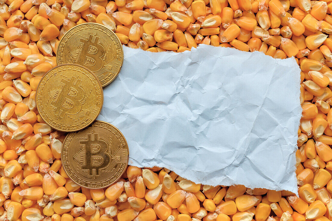 Bitcoin coins in harvested corn grain