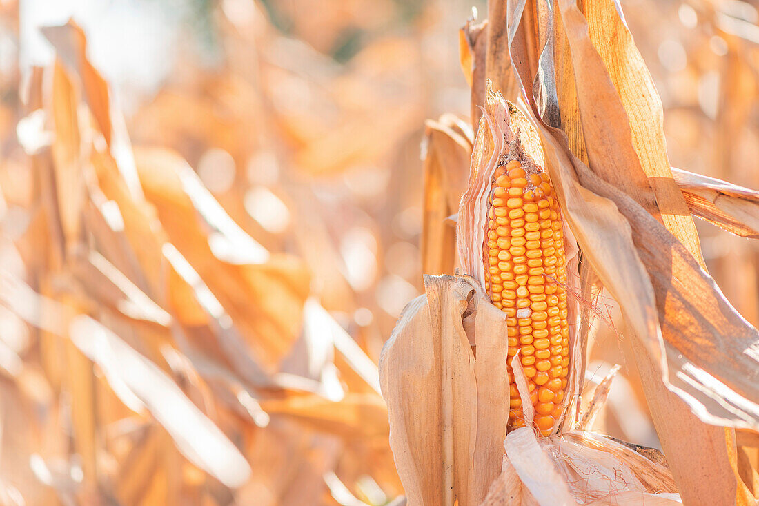 Fusarium ear rot damage on corn