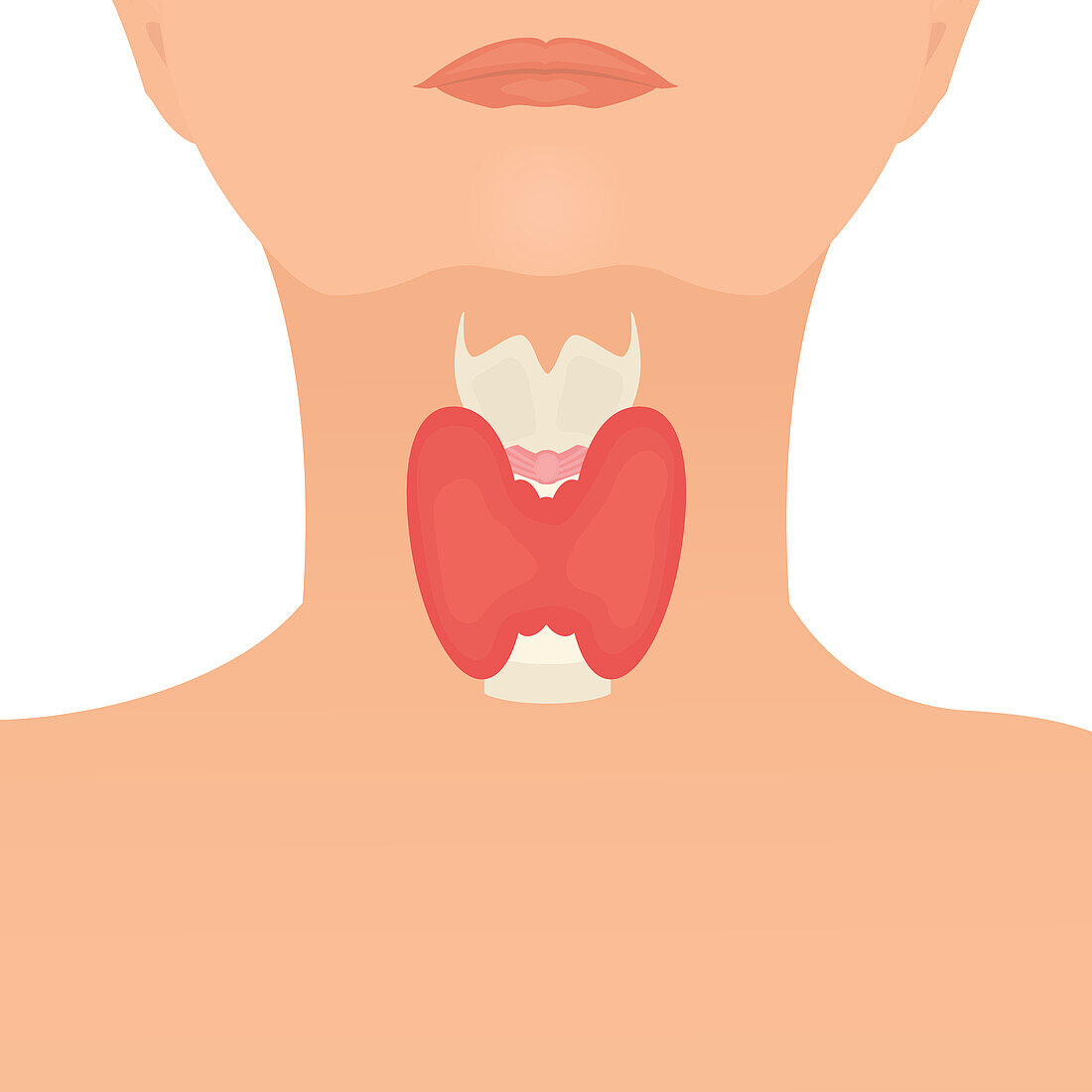 Thyroid health, conceptual illustration