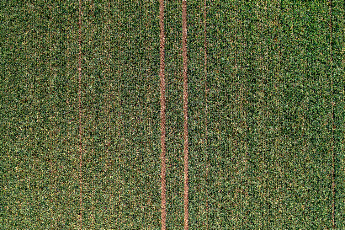 Aerial view of wheat crop seedling