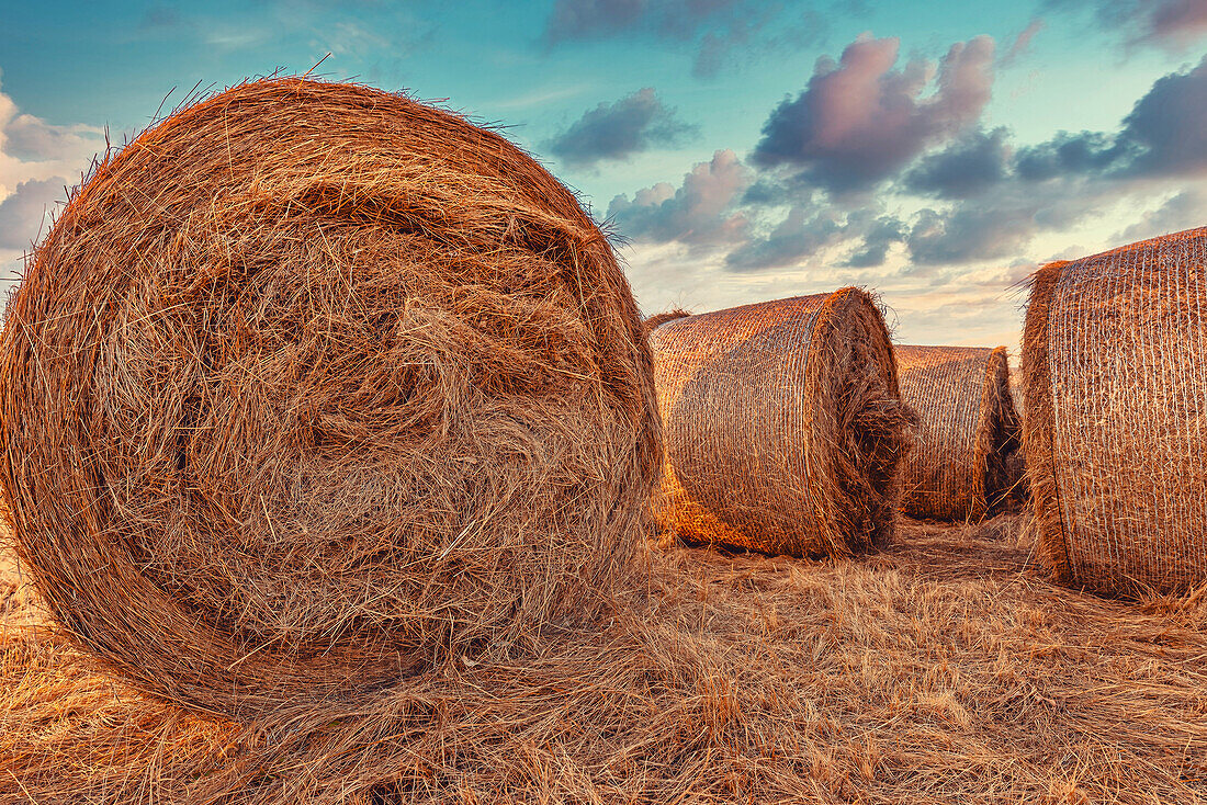 Alfalfa hay bales in field