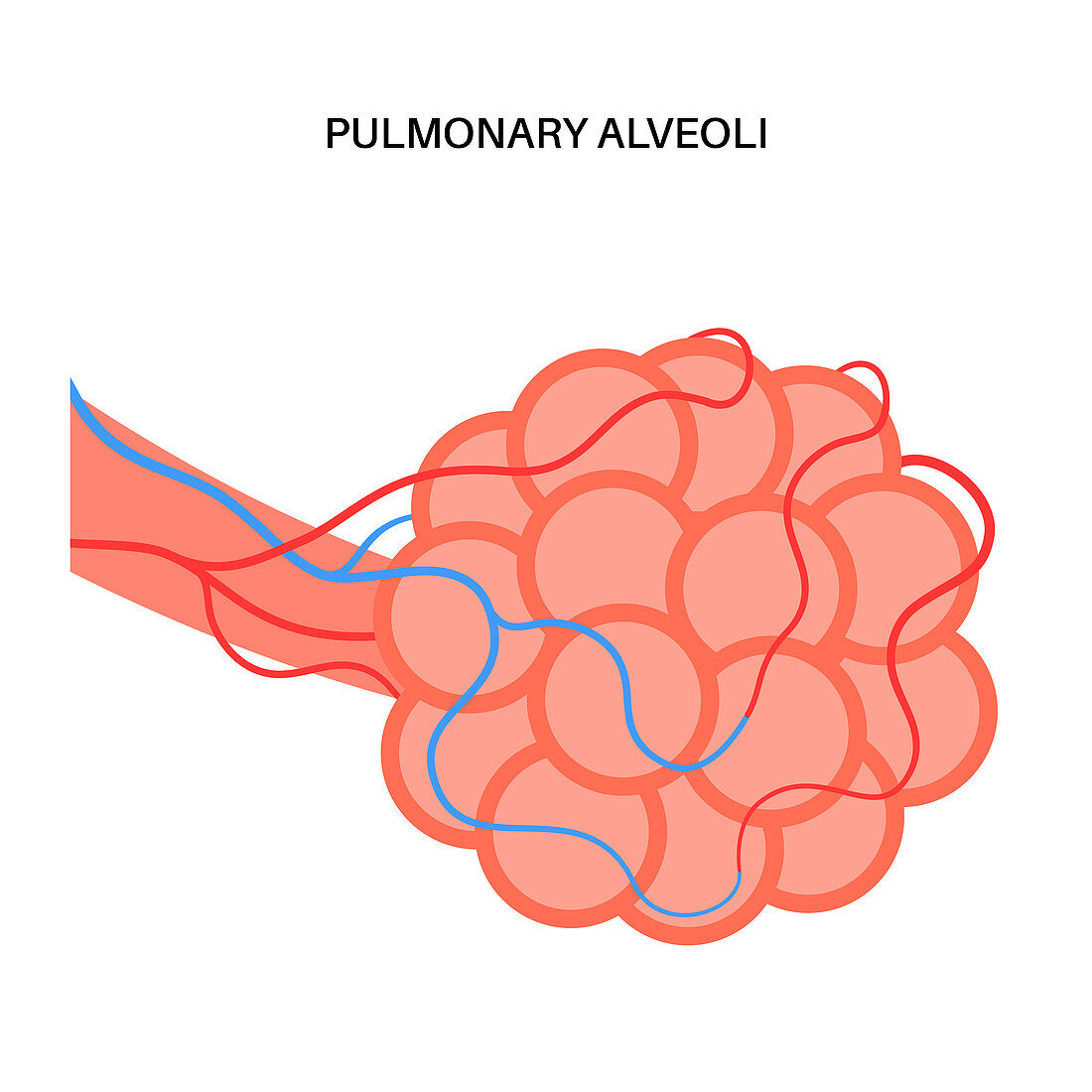 Lung diseases, illustration