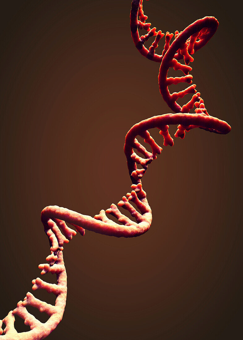 Messenger RNA strand , illustration