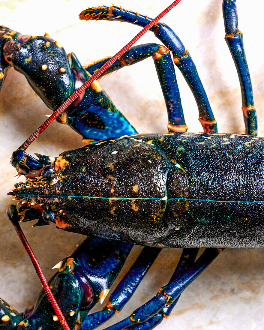 Blue lobster before cooking (detail)