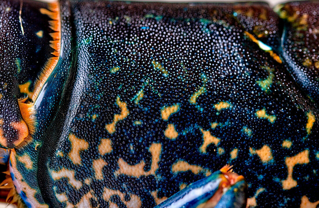 Blue lobster before cooking (detail)
