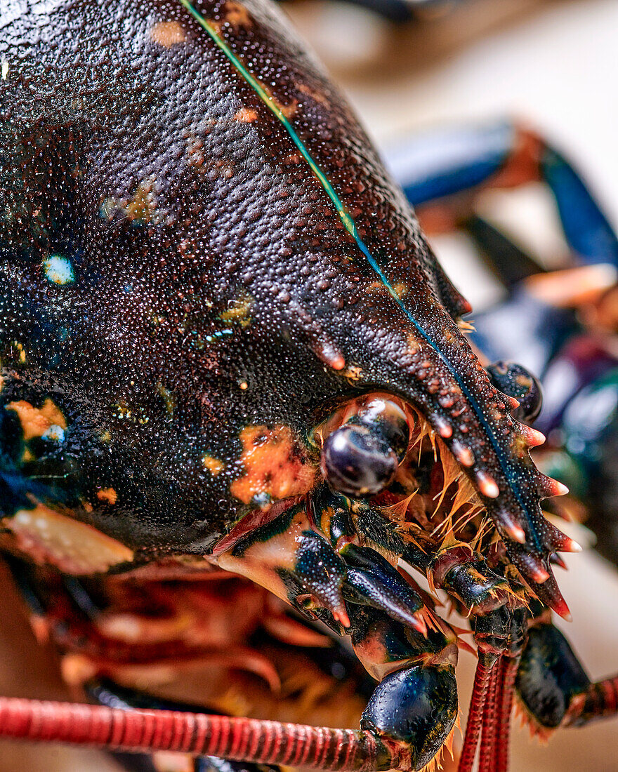 Blue lobster before cooking (detail)