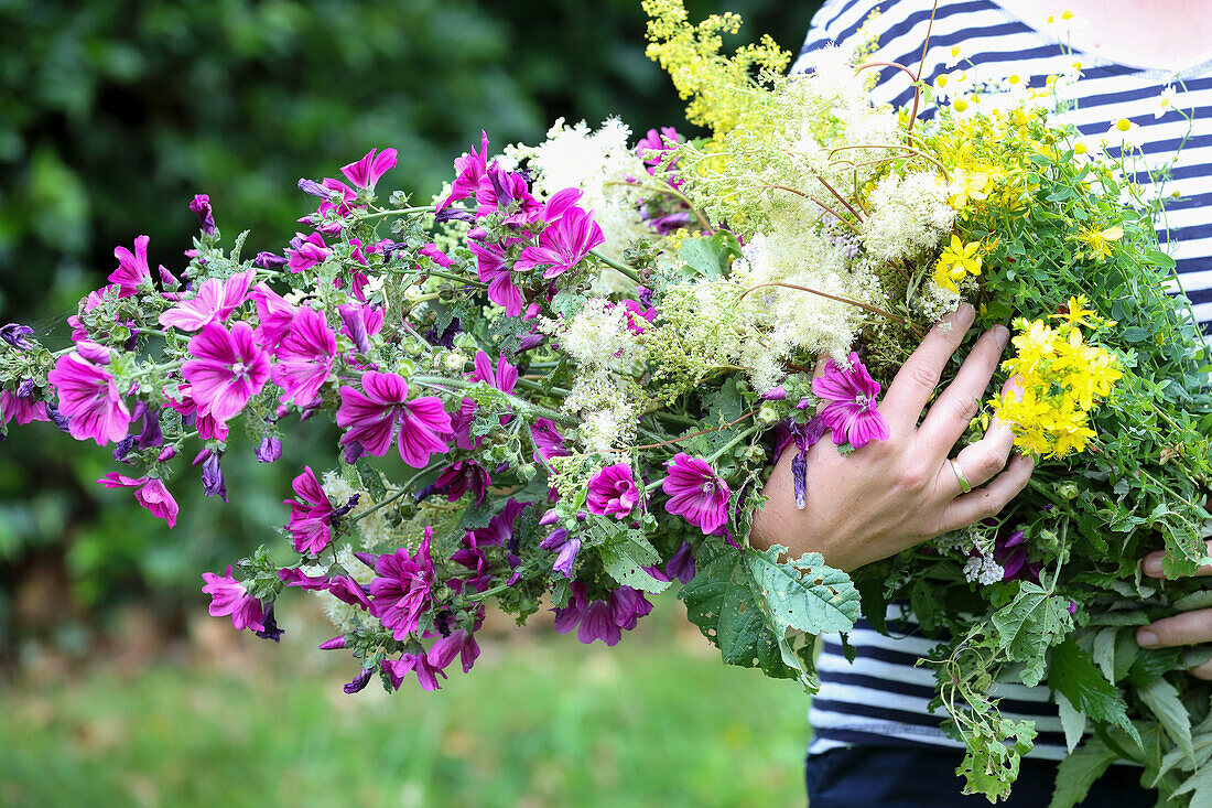 Frau hält selbstgepflückten Blumenstrauß mit Malve (Malva) und Mädesüß (Filipendula) im Garten