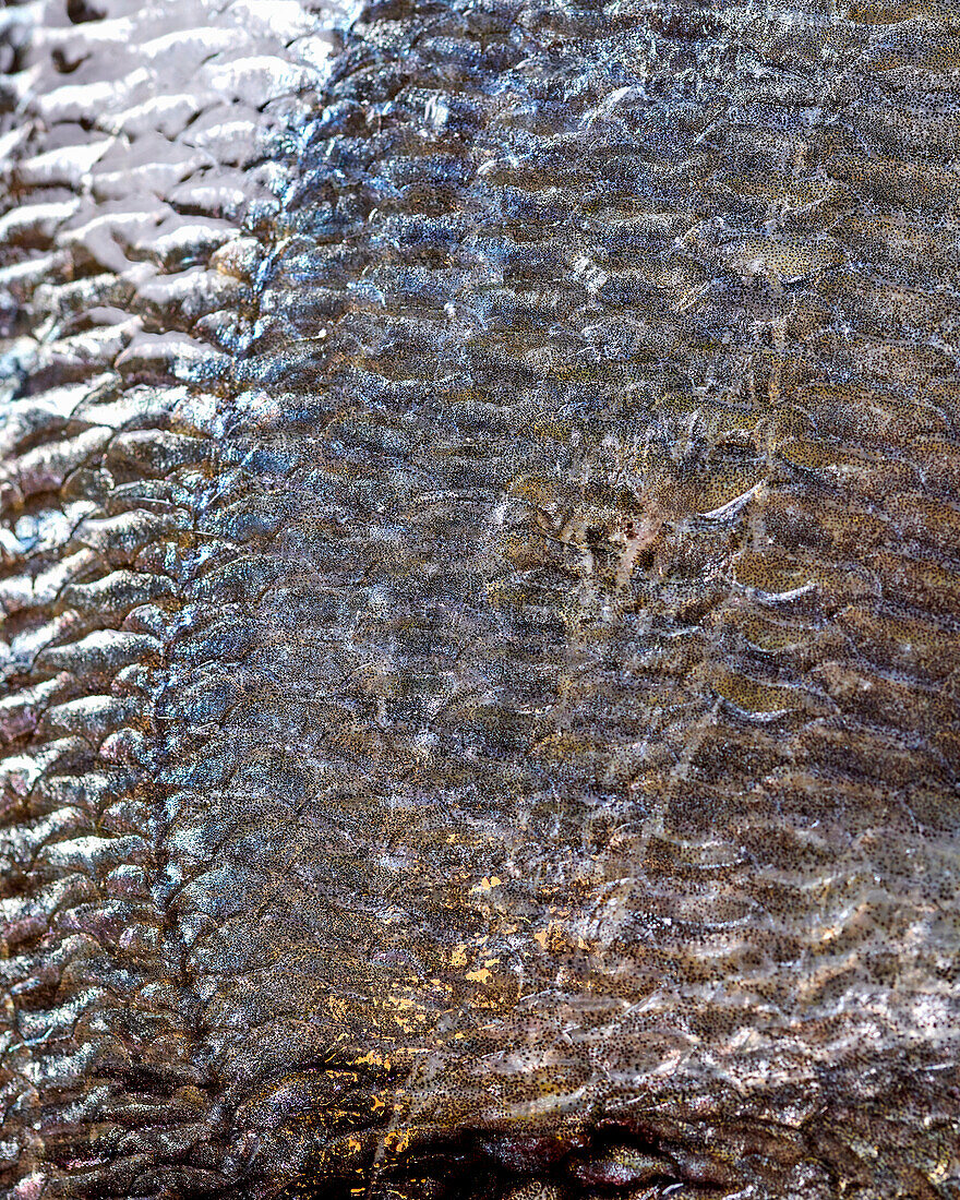Iridescent skin of a sea bream royal (close-up)