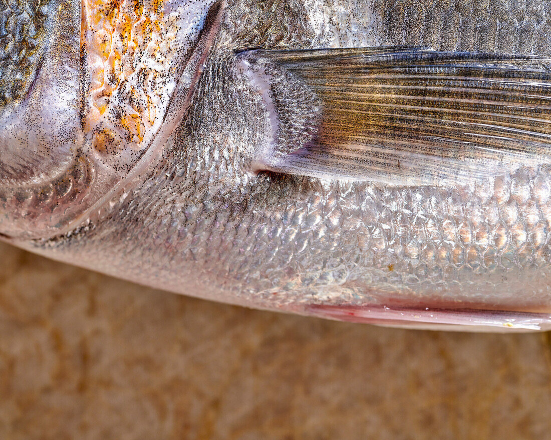 Fin of a gilthead sea bream (close-up)