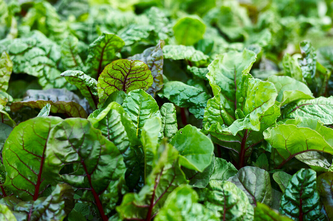 Colourful chard in the field (close-up)