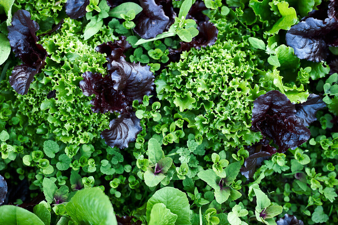 Verschiedener Salat auf dem Feld(Nahaufnahme)