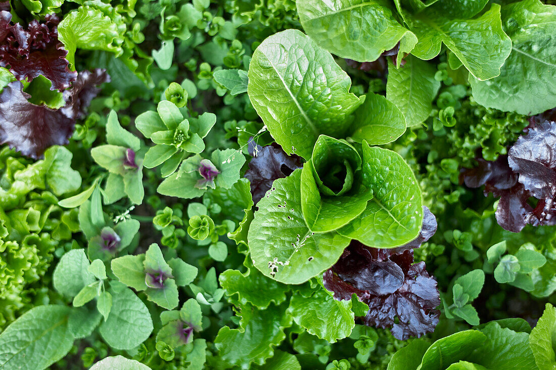Various lettuces in the field (close-up)