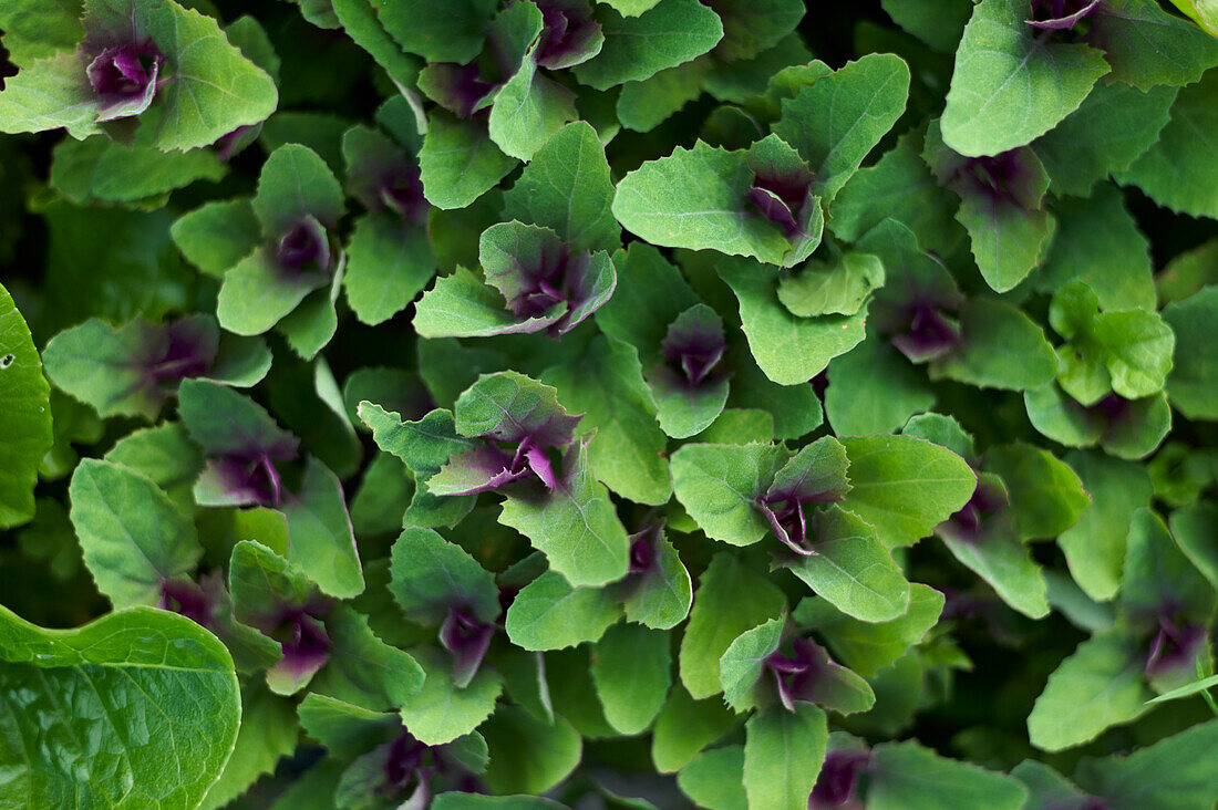 Tree spinach in the field (close-up)