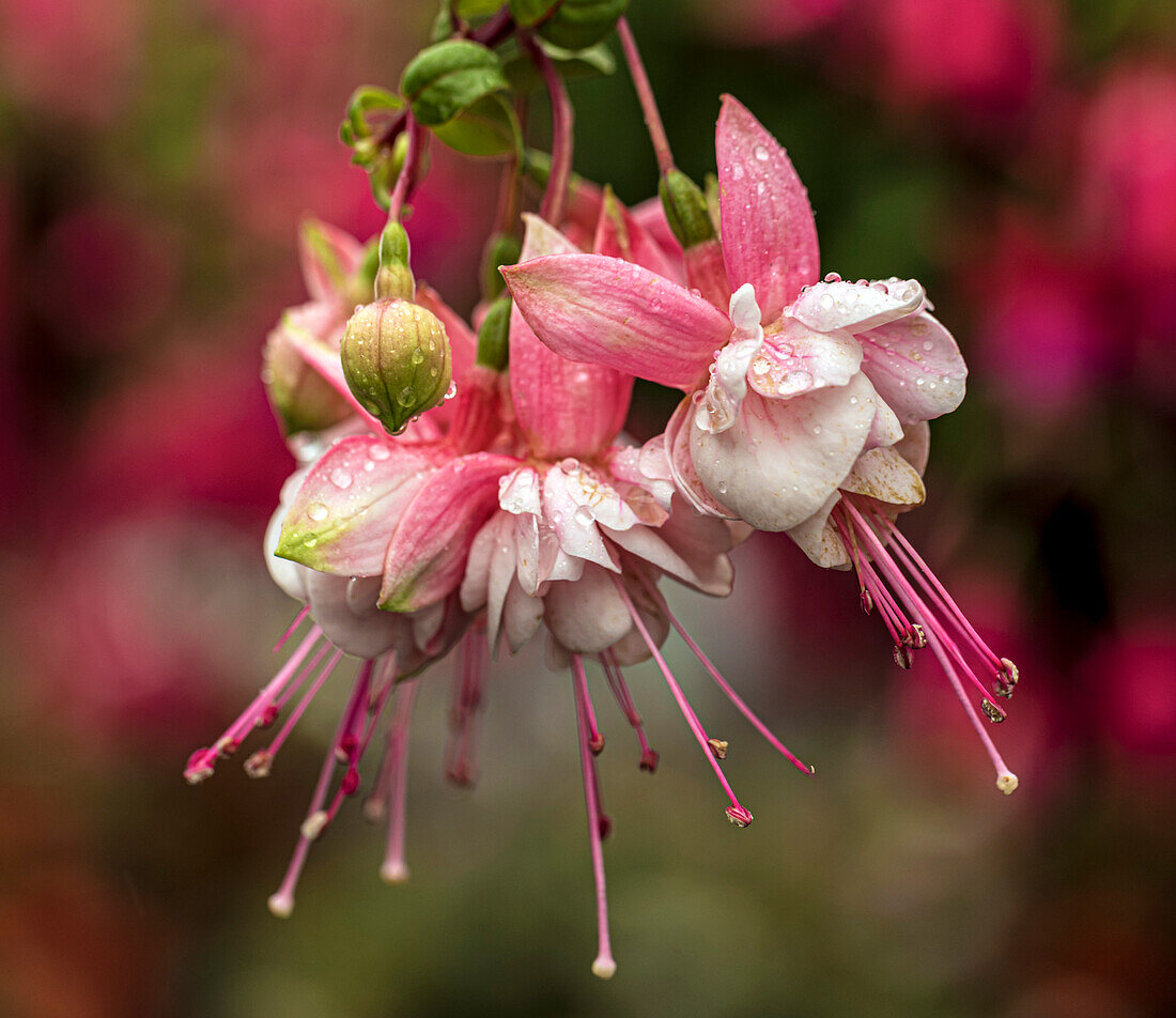Fuchsia sp. flowers with raindrops