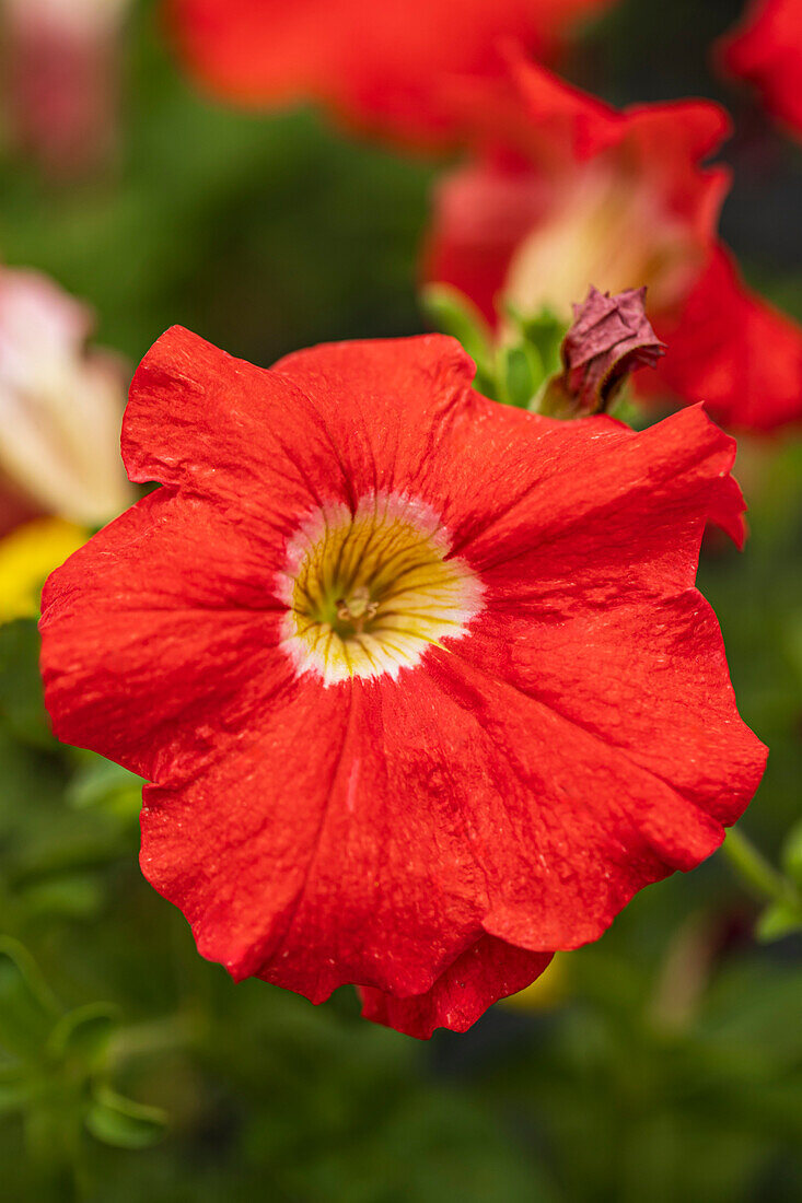 Petunia Designer 'Tango' flower