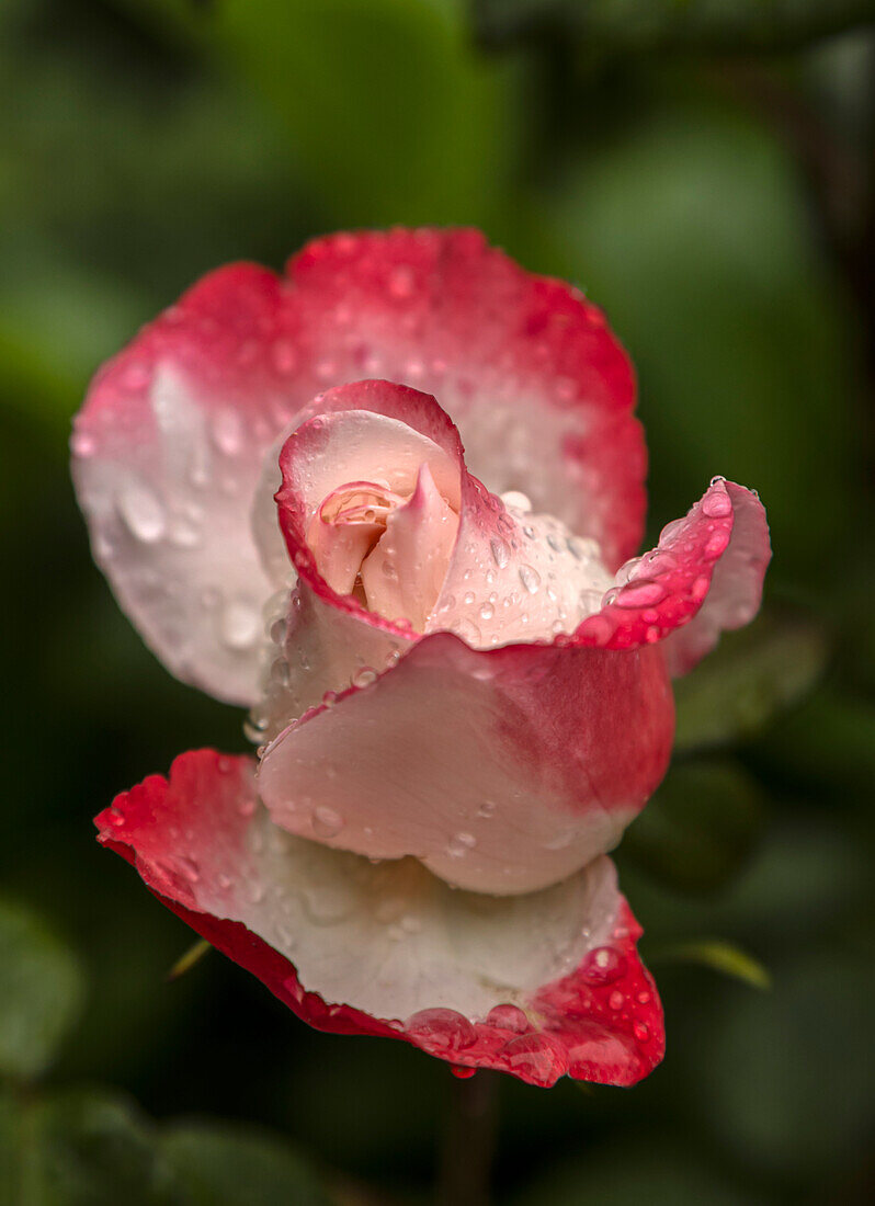 Rose (Rosa 'Nostalgia') flower unfurling