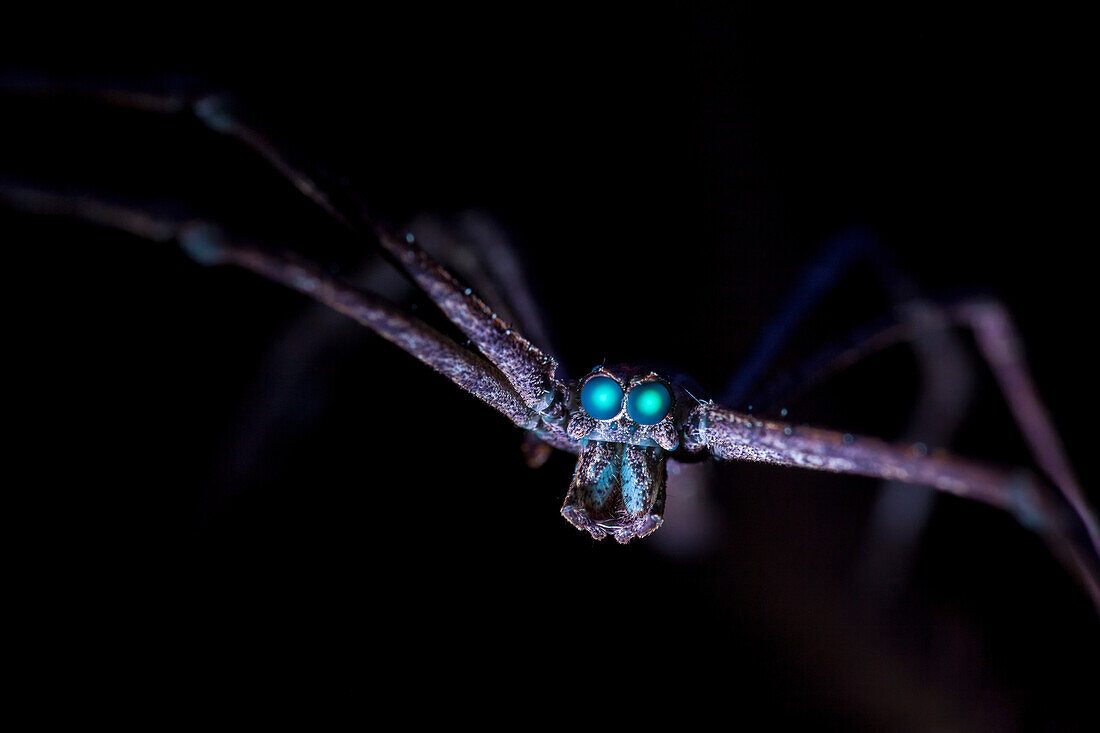 UV fluorescence of a net casting spider