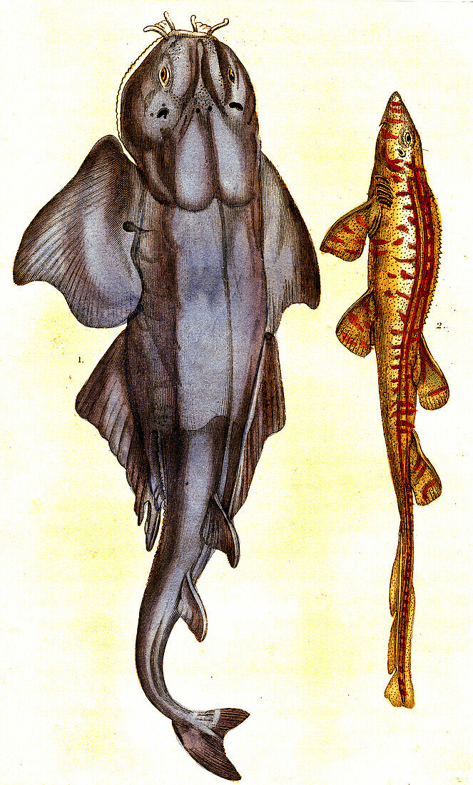 Bamboo shark and angelshark, 19th century illustration