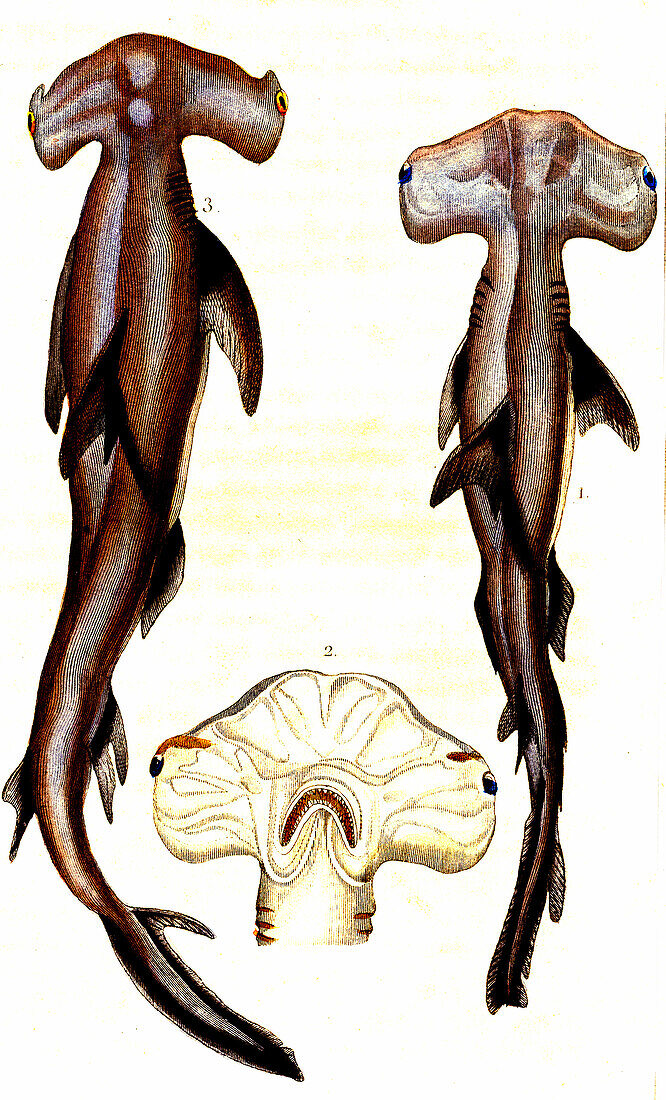 Hammerhead sharks, 19th century illustration