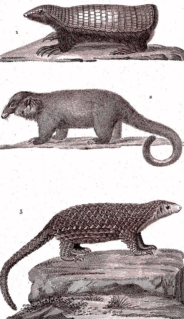 Toothless mammals, 19th century illustration