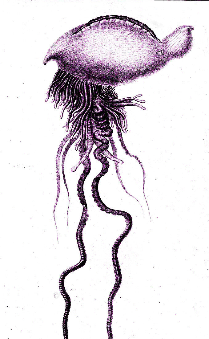 Physalia siphonophore. 19th century illustration