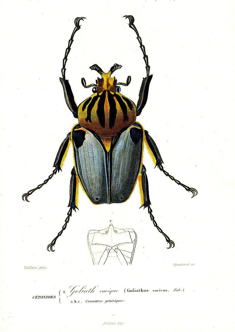 Chief goliath beetle, 19th century illustration
