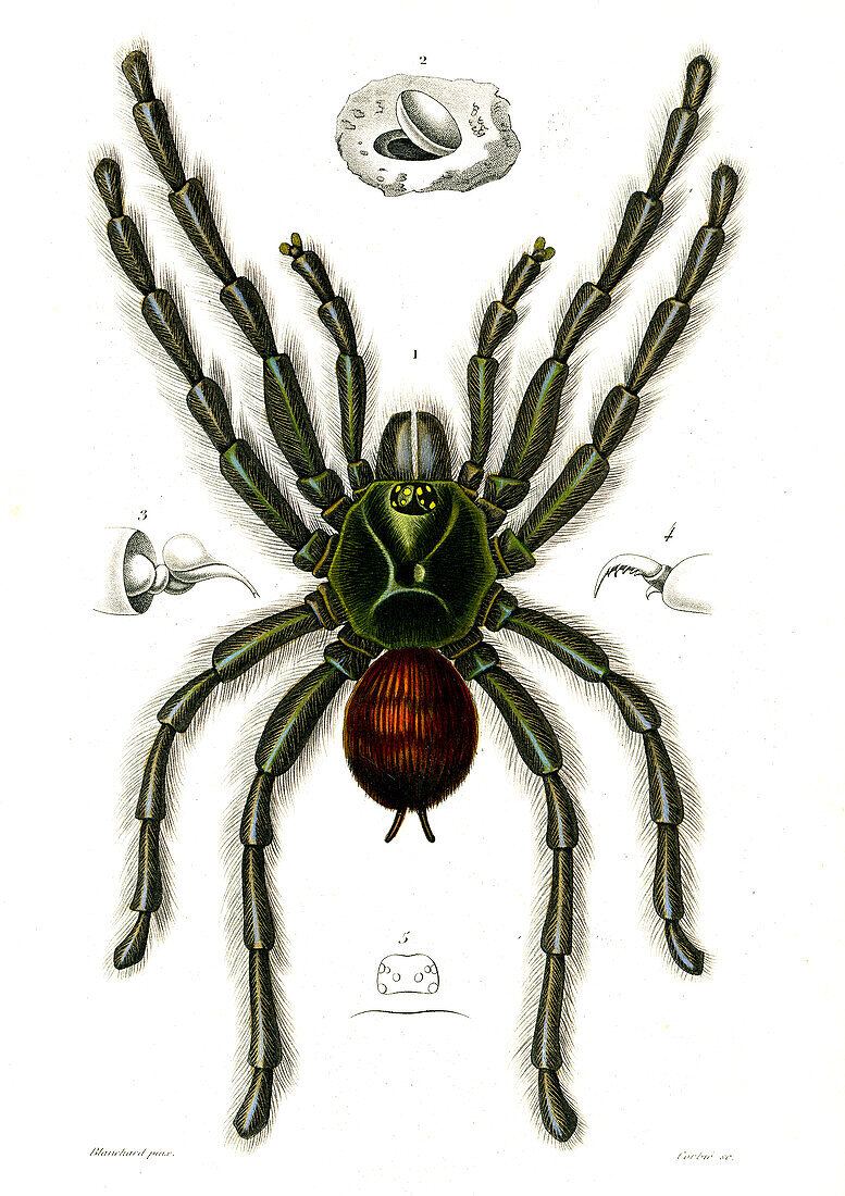 Tarantula, 19th century illustration