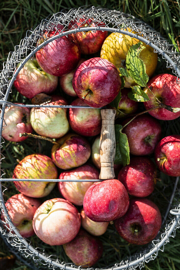 Rote Äpfel in Drahtkorb
