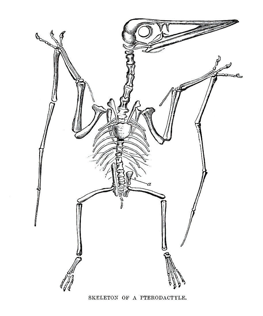 Pterodactyle skeleton, illustration