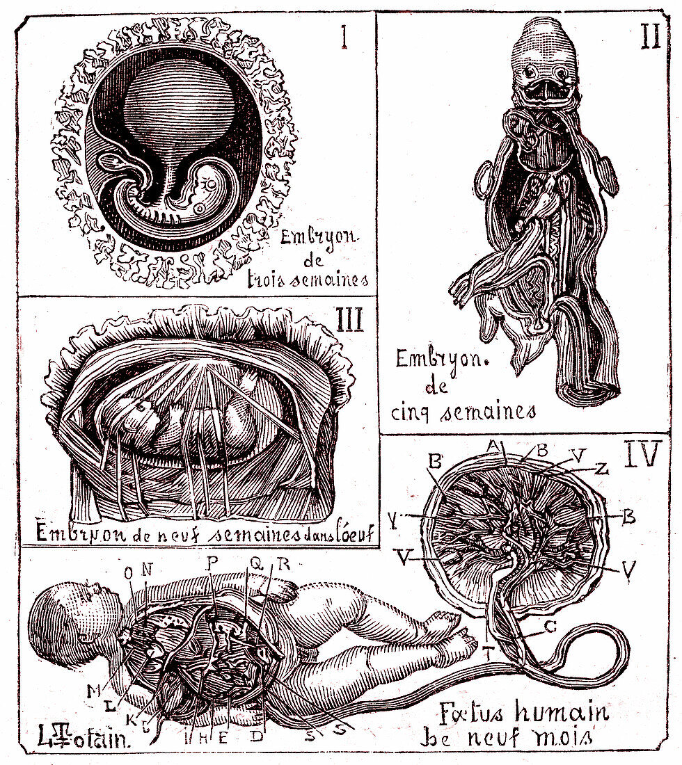 Embryo and foetal development, 19th century illustration