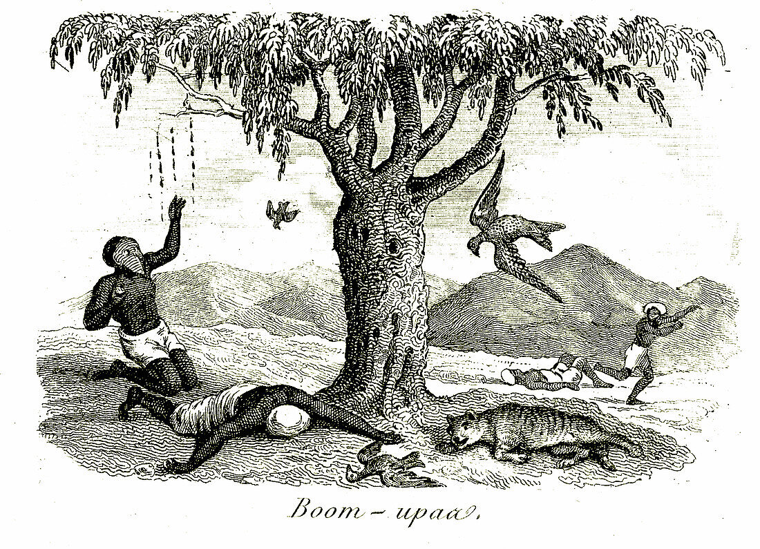 Men and animals poisoned by tree, 19th century illustration