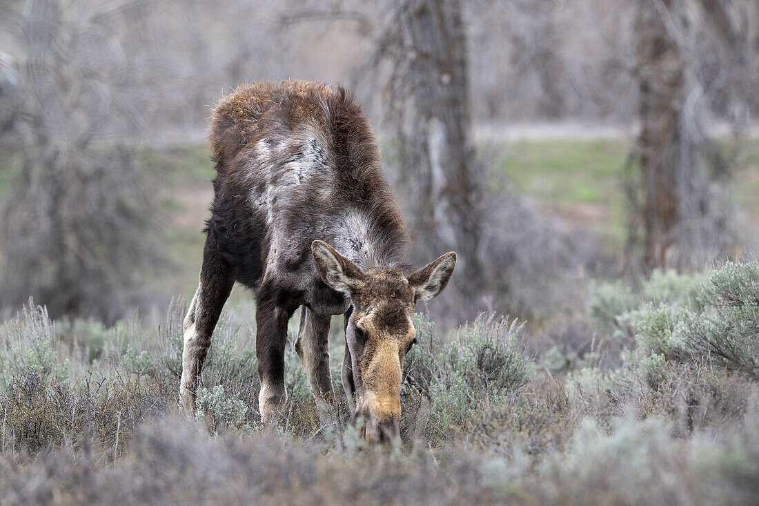Female moose grazing