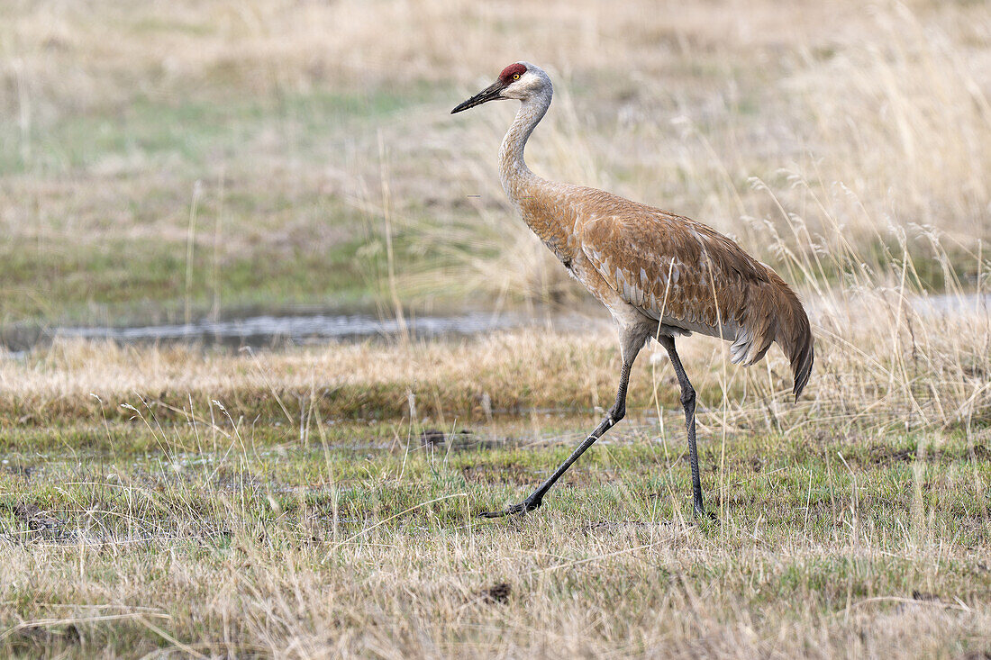 Sandhill crane standing on grass