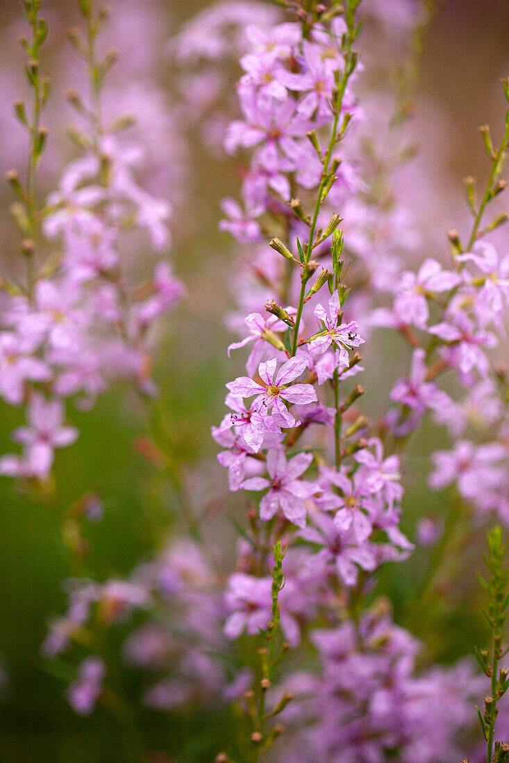 Lythrum virgatum - Blutweiderich