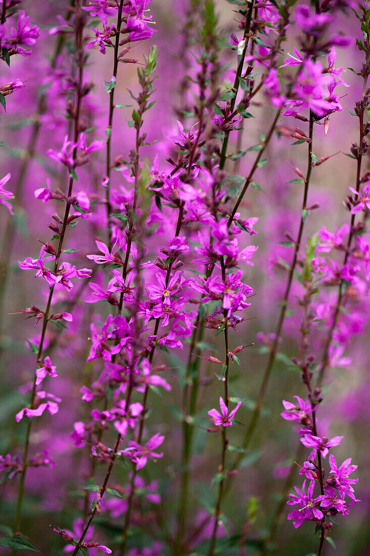 Lythrum virgatum Dropmore Purple - Purple loosestrife